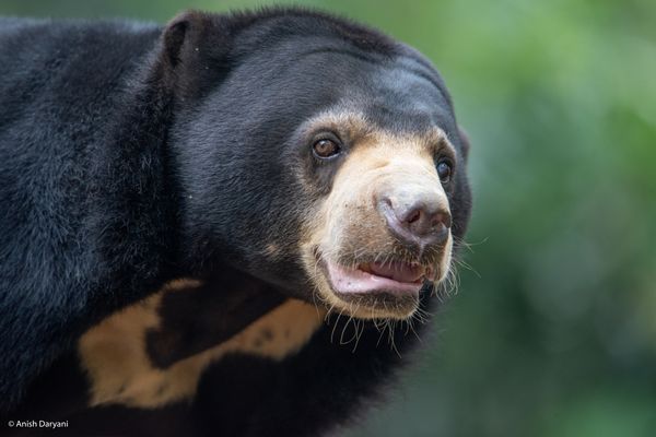 The Life and Habitat of the Honey Bear